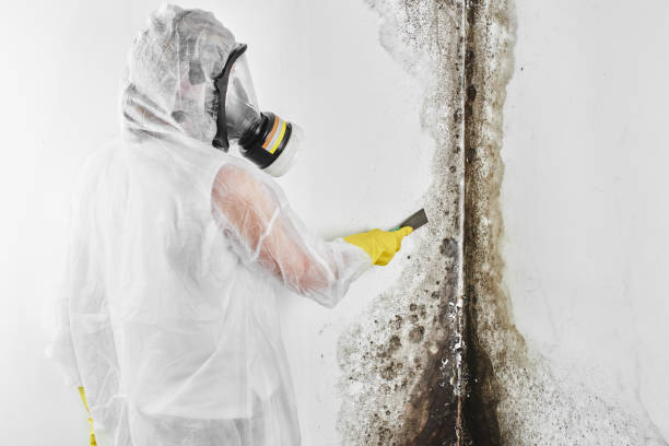 Best White Mold Remediation in Yamhill, OR