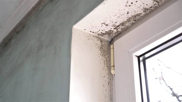 Best Industrial Mold Remediation in Yamhill, OR