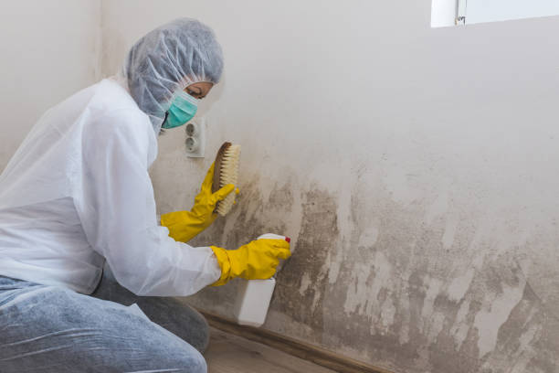 Best Mold Testing and Inspection Services in Yamhill, OR