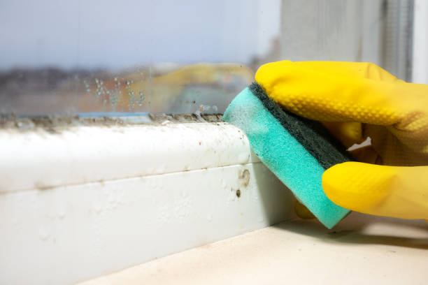 Best Black Mold Remediation in Yamhill, OR
