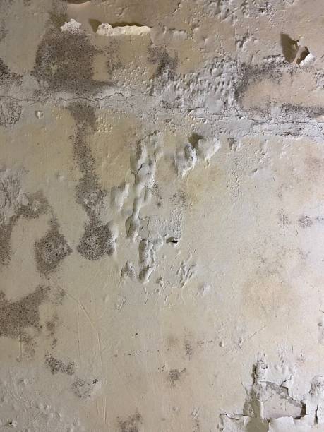 Reliable Yamhill, OR Mold Remediation Solutions