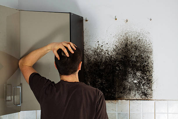 Best DIY Mold Remediation Support Services in Yamhill, OR